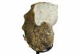 5.6" Cretaceous Ammonite (Mammites) Fossil with Metal Stand - Morocco - #164216-3